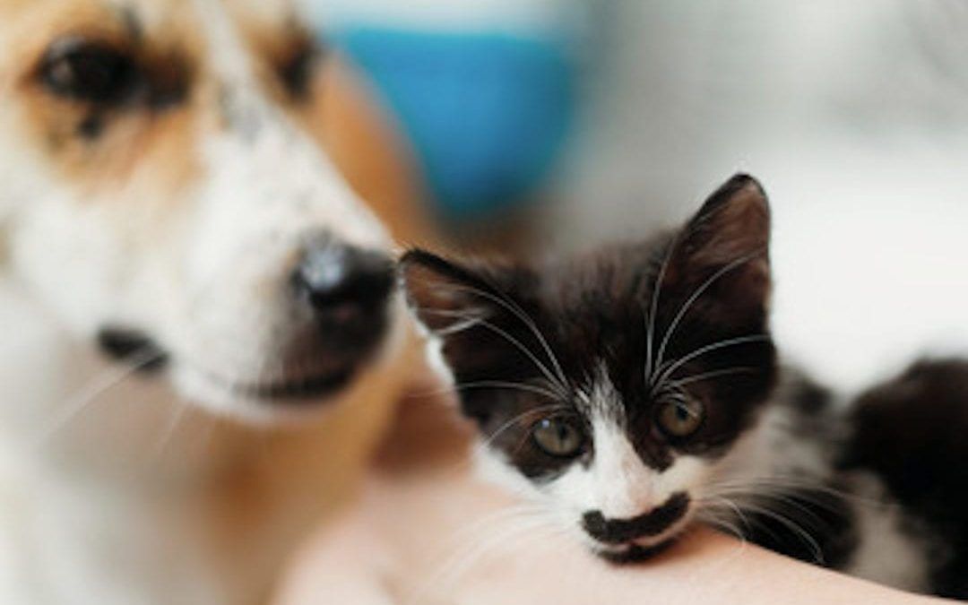 Can my pet infect me with an illness?