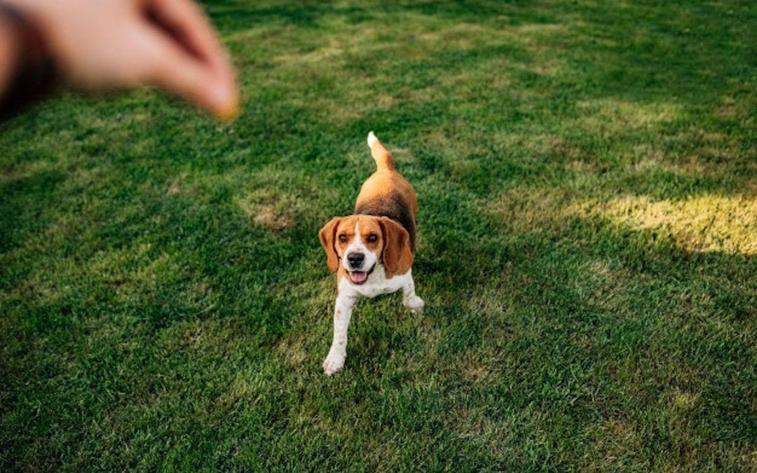 6 mistakes you should not make when you train your dog