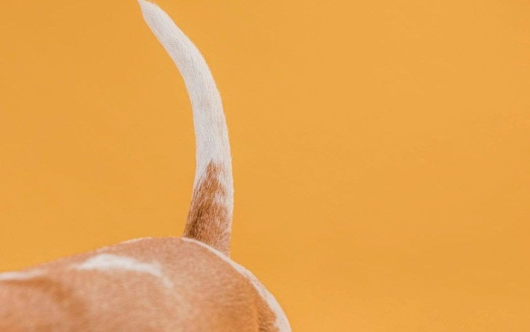 Do you know what your dog means when he wags his tail?