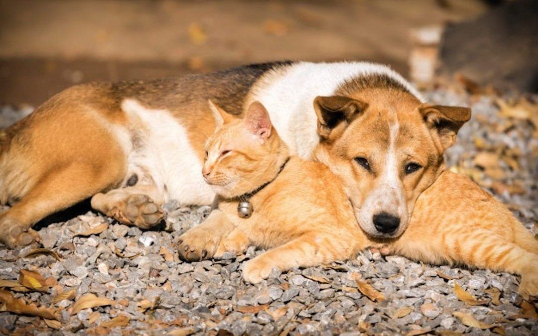 Dog or cat?