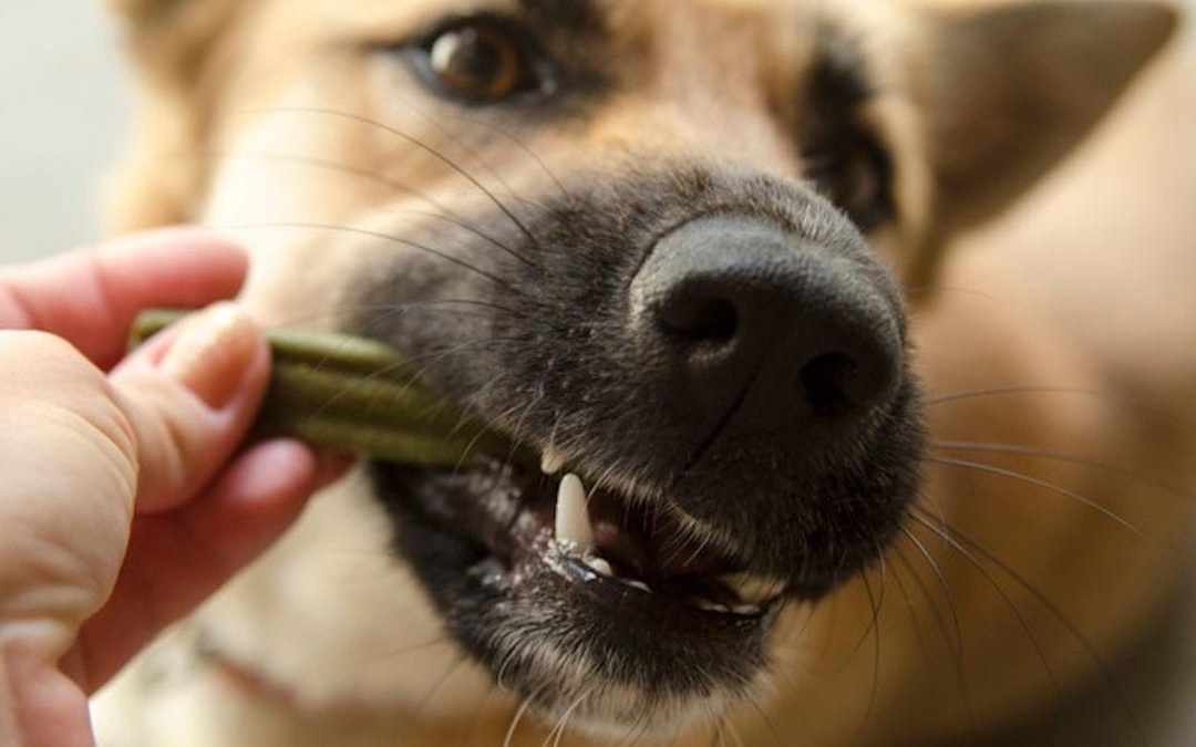 (Healthy) dog treats