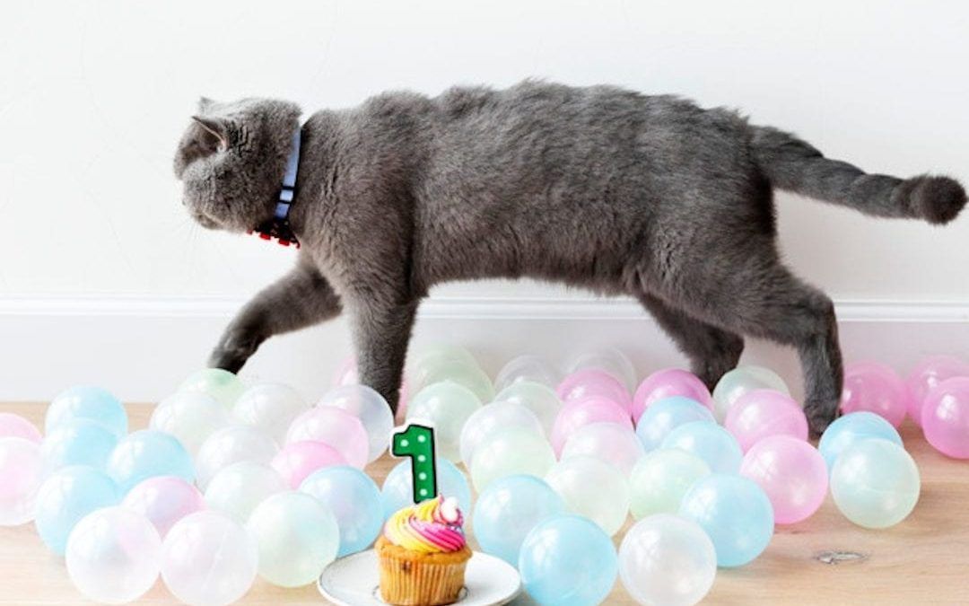 How human is my cat?